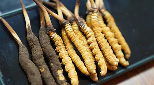 新鮮<a href=http://www.gzpim.com/jiage/ target=_blank class=infotextkey>冬蟲夏草價格</a>查詢