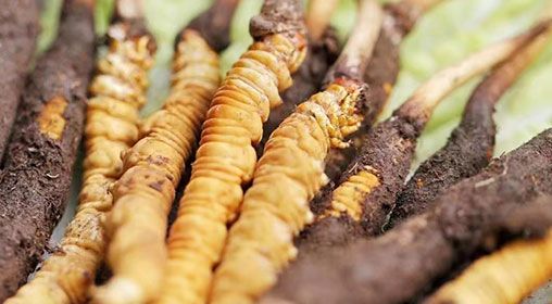 <a href=http://www.gzpim.com/xinxian/ target=_blank class=infotextkey>新<a href=http://www.gzpim.com/xinxian/ target=_blank class=infotextkey>鮮冬蟲夏草</a></a>怎么洗 