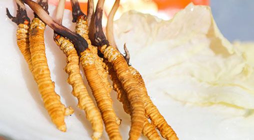 <a href=http://www.gzpim.com/xinxian/ target=_blank class=infotextkey>新<a href=http://www.gzpim.com/xinxian/ target=_blank class=infotextkey>鮮冬蟲夏草價格</a></a>  