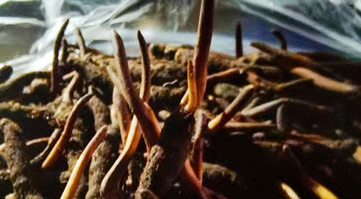 <a href=http://www.gzpim.com/xinxian/ target=_blank class=infotextkey>新<a href=http://www.gzpim.com/xinxian/ target=_blank class=infotextkey>鮮冬蟲(chóng)夏草</a></a>營(yíng)養(yǎng)有哪些呢