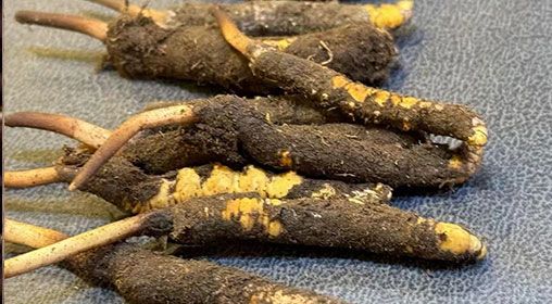 新鮮冬蟲夏草壞了：原因、識別與應對策略