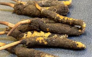 新鮮冬蟲夏草壞了：原因、識別與應(yīng)對策略