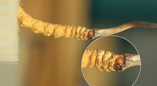 冬蟲夏草新鮮好嗎？