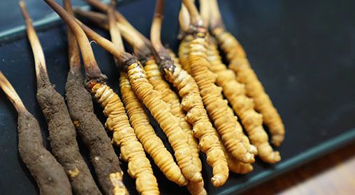 魚翅與<a href=http://www.gzpim.com/xinxian/ target=_blank class=infotextkey>新<a href=http://www.gzpim.com/xinxian/ target=_blank class=infotextkey>鮮冬蟲夏草</a></a>