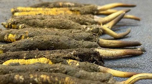 那曲<a href=http://www.gzpim.com/xinxian/ target=_blank class=infotextkey>新<a href=http://www.gzpim.com/xinxian/ target=_blank class=infotextkey>鮮冬蟲夏草</a></a>采摘