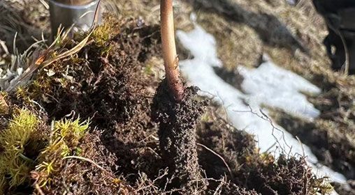 <a href=http://www.gzpim.com/xinxian/ target=_blank class=infotextkey>新<a href=http://www.gzpim.com/xinxian/ target=_blank class=infotextkey>鮮冬蟲(chóng)夏草</a></a>存放