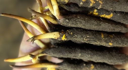 <a href=http://www.gzpim.com/xinxian/ target=_blank class=infotextkey>新<a href=http://www.gzpim.com/xinxian/ target=_blank class=infotextkey>鮮冬蟲(chóng)夏草</a></a>晾曬 