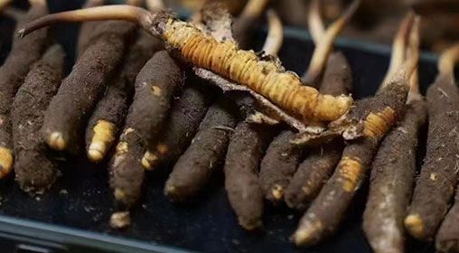 <a href=http://www.gzpim.com/xinxian/ target=_blank class=infotextkey>新<a href=http://www.gzpim.com/xinxian/ target=_blank class=infotextkey>鮮冬蟲夏草</a></a>發(fā)貨 