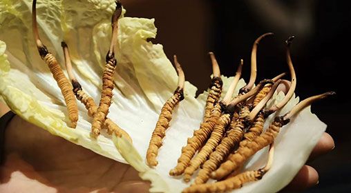 冷藏<a href=http://www.gzpim.com/xinxian/ target=_blank class=infotextkey>新<a href=http://www.gzpim.com/xinxian/ target=_blank class=infotextkey>鮮冬蟲夏草</a></a>   