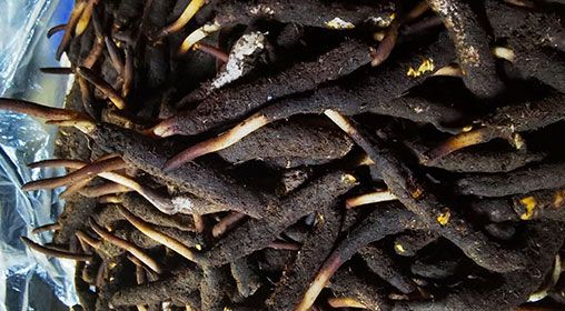 <a href=http://www.gzpim.com/xinxian/ target=_blank class=infotextkey>新<a href=http://www.gzpim.com/xinxian/ target=_blank class=infotextkey>鮮冬蟲夏草</a></a>產(chǎn)地