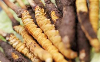 如何鑒別真假蟲草？教你幾招！