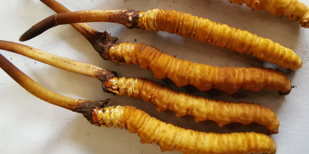 冬蟲夏草泡酒最佳配方：滋補養(yǎng)生，強身健體