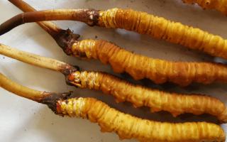 冬蟲夏草泡酒最佳配方：滋補養(yǎng)生，強身健體