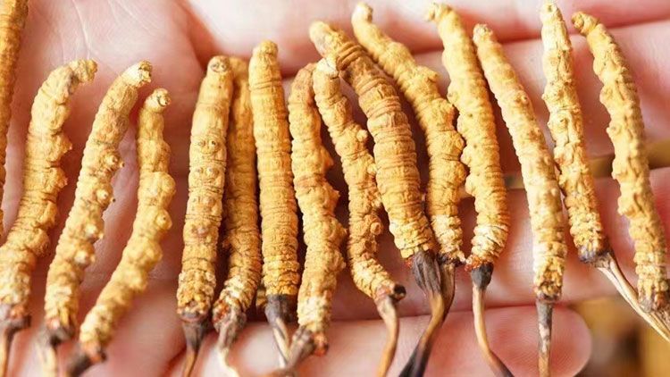 冬蟲夏草:自然界的陰陽調(diào)和大師