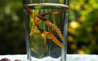 探秘五糧液冬蟲夏草酒價(jià)格：多維視角下的市場剖析