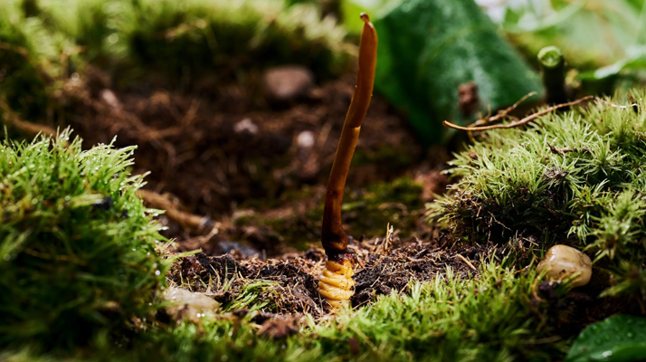 探秘 2024 年野生<a href=http://www.gzpim.com/xinxian/ target=_blank class=infotextkey>新<a href=http://www.gzpim.com/xinxian/ target=_blank class=infotextkey>鮮冬蟲夏草</a></a>