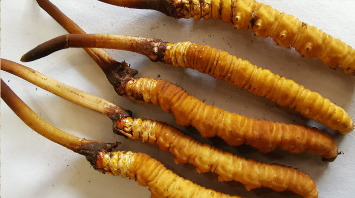 冬蟲夏草鮮草保質(zhì)期全解析:科學(xué)儲(chǔ)存鎖住營(yíng)養(yǎng)