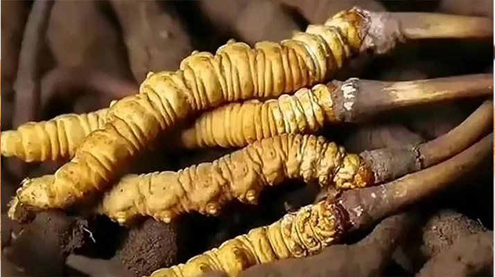 冬蟲夏草鮮草冷凍保存全指南：鎖住營(yíng)養(yǎng)，延長(zhǎng)鮮美