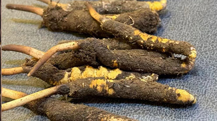 冬蟲(chóng)夏草鮮草怎么吃？科學(xué)用量指南