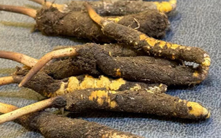 冬蟲(chóng)夏草鮮草怎么吃？科學(xué)用量指南