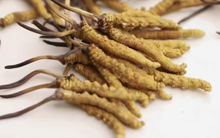 水溫決定營養(yǎng)！冬蟲夏草鮮草泡水溫度全解析?