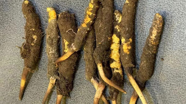 探秘那曲<a href=http://www.gzpim.com/xinxian/ target=_blank class=infotextkey>鮮冬蟲(chóng)夏草</a>的神奇功效