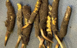 探秘那曲鮮冬蟲(chóng)夏草的神奇功效