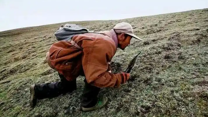 西藏冬蟲夏草最大產(chǎn)地:那曲,自然饋贈(zèng)的珍寶之地