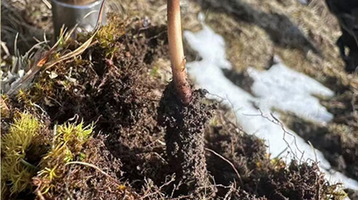 探秘純野生新鮮冬蟲夏草：大自然的珍稀饋贈(zèng)