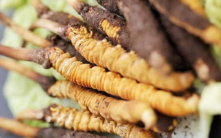 冬蟲(chóng)夏草鮮草的多樣吃法指南