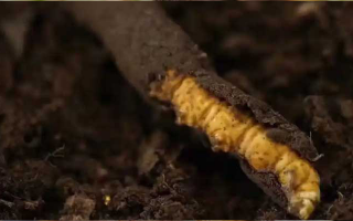 冬蟲(chóng)夏草鮮草的多樣吃法指南