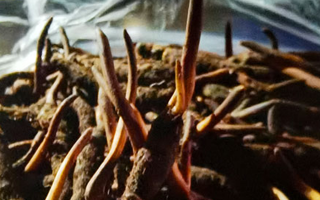 吃鮮的冬蟲夏草會(huì)上火嗎？一文說(shuō)清