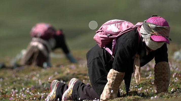 西藏<a href=http://www.gzpim.com/xinxian/ target=_blank class=infotextkey>新<a href=http://www.gzpim.com/xinxian/ target=_blank class=infotextkey>鮮冬蟲夏草</a></a>：雪域高原的神奇饋贈