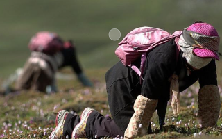 西藏新鮮冬蟲夏草：雪域高原的神奇饋贈(zèng)