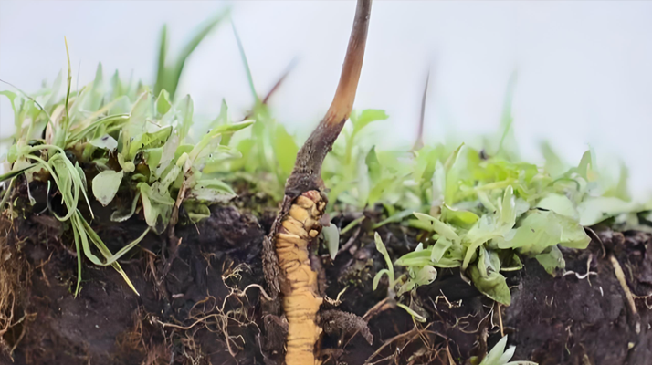 冬蟲(chóng)夏草新鮮度鑒定指南:多維度甄別優(yōu)質(zhì)鮮草