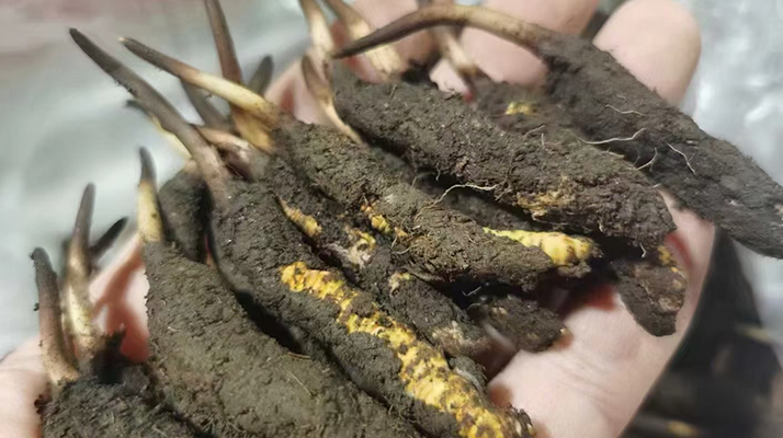 4月:新鮮冬蟲(chóng)夏草批發(fā)正當(dāng)時(shí)