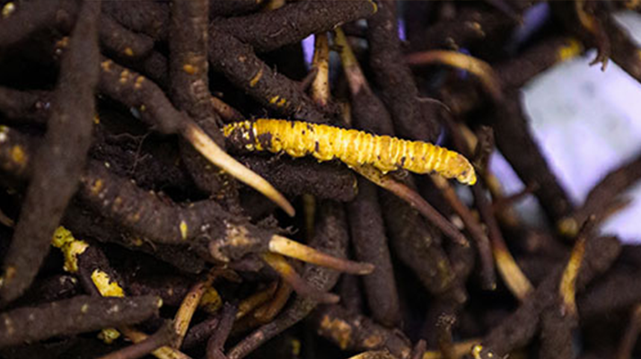 品鮮蟲草之妙，享滋補之道