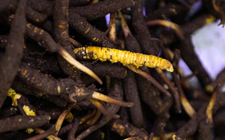 品鮮蟲草之妙，享滋補之道