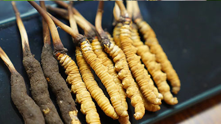 冬蟲夏草鮮草吃多久？科學(xué)食用周期與效果解析