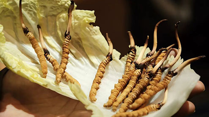 冬蟲夏草：干草與鮮草的終極對(duì)比，哪種更適合你？