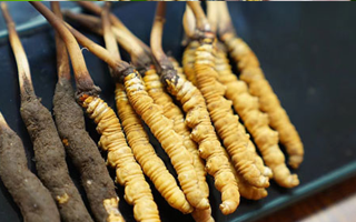 冬蟲夏草鮮草吃多久？科學(xué)食用周期與效果解析