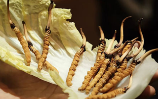 冬蟲夏草：干草與鮮草的終極對(duì)比，哪種更適合你？