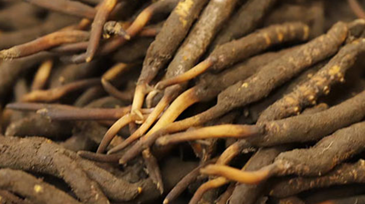 冬蟲(chóng)夏草鮮草的“黃金幾個(gè)月”:大自然的生命密碼