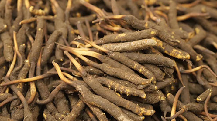 冬蟲(chóng)夏草鮮草的優(yōu)勢(shì)：自然饋贈(zèng)的鮮活生命力