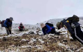 冬蟲(chóng)夏草鮮草采挖：一場(chǎng)與高原的生命對(duì)話(huà)