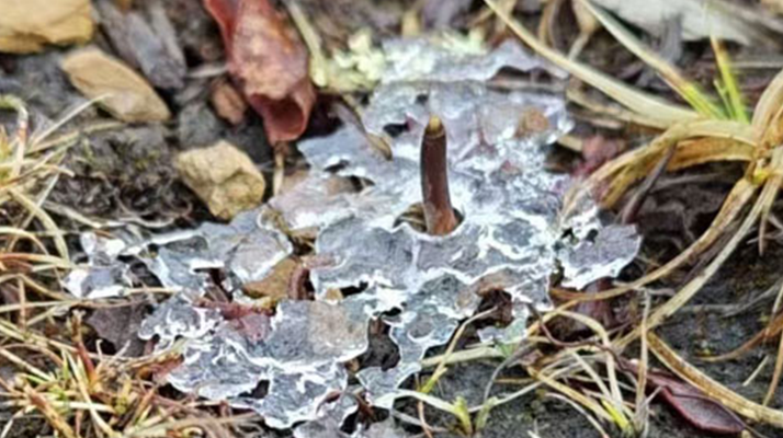 冰凍新鮮冬蟲夏草：科技與傳統(tǒng)的交融守護(hù)