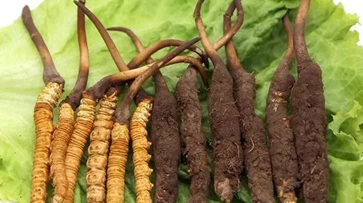 到哪里買新鮮的冬蟲夏草？三步辨真?zhèn)危拇笄腊残馁?gòu)