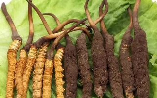 到哪里買新鮮的冬蟲夏草？三步辨真?zhèn)?，四大渠道安心?gòu)