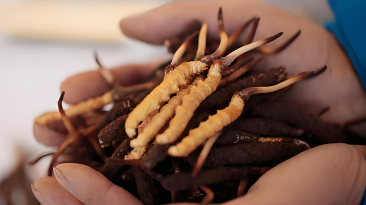 新鮮冬蟲夏草能保存多久？科學保存指南來了