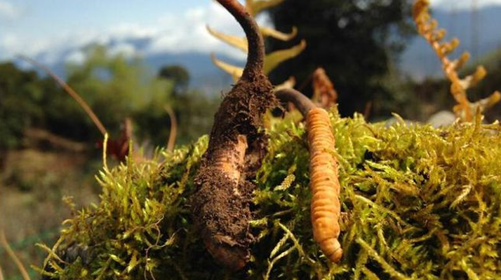 新鮮冬蟲夏草多少錢一斤？深度解析價(jià)格背后的奧秘